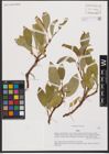 Foto von Salix L.